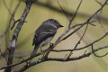 Least Flycatcher 2012-05-05_1